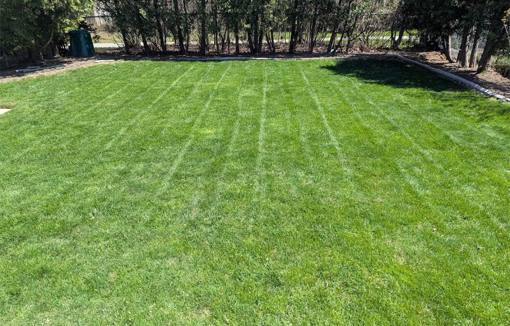 Freshly mowed lawn with clean stripes in a backyard